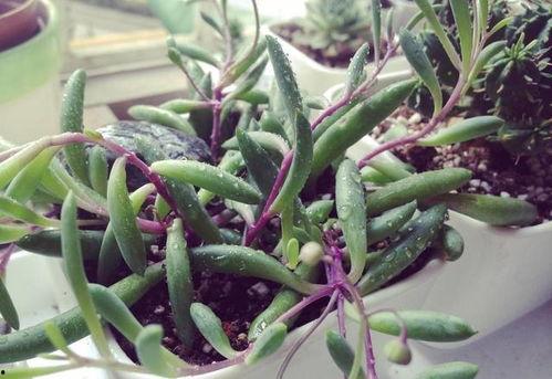 紫玄月扦插视频